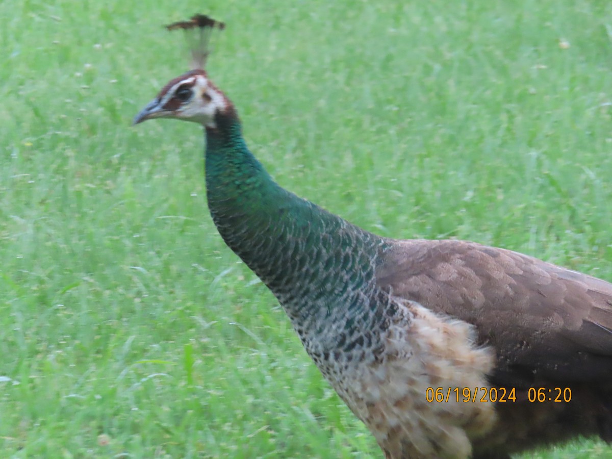 Indian Peafowl (Domestic type) - ML620783781