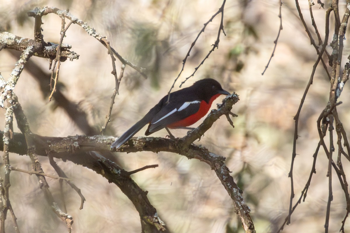 Crimson-breasted Gonolek - ML620783784