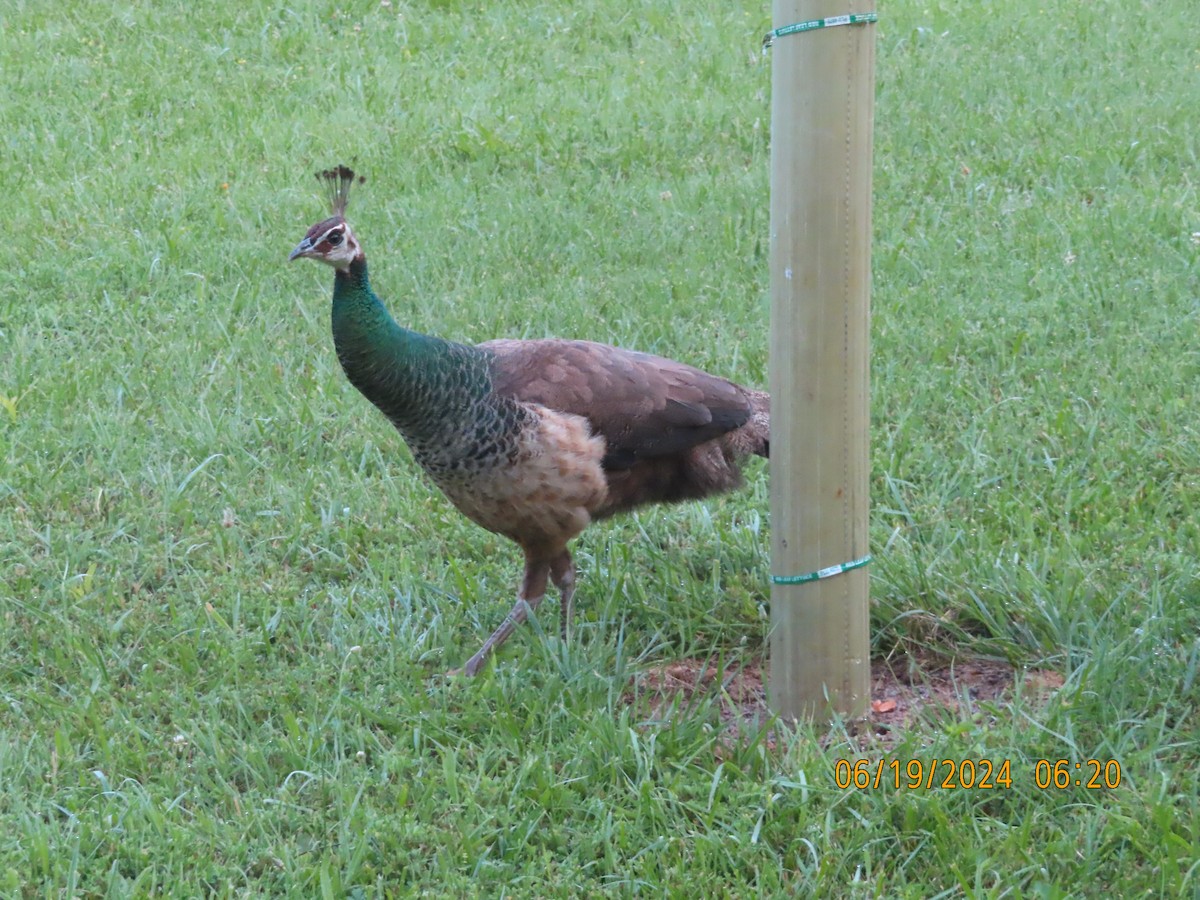 Indian Peafowl (Domestic type) - ML620783786