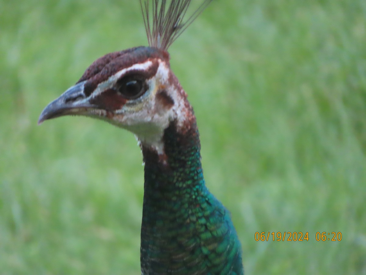 Indian Peafowl (Domestic type) - ML620783799