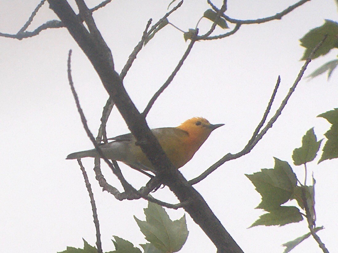 Prothonotary Warbler - ML620783800
