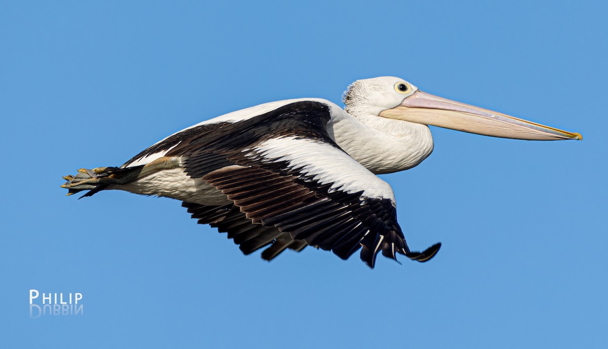 pelikán australský - ML620783801