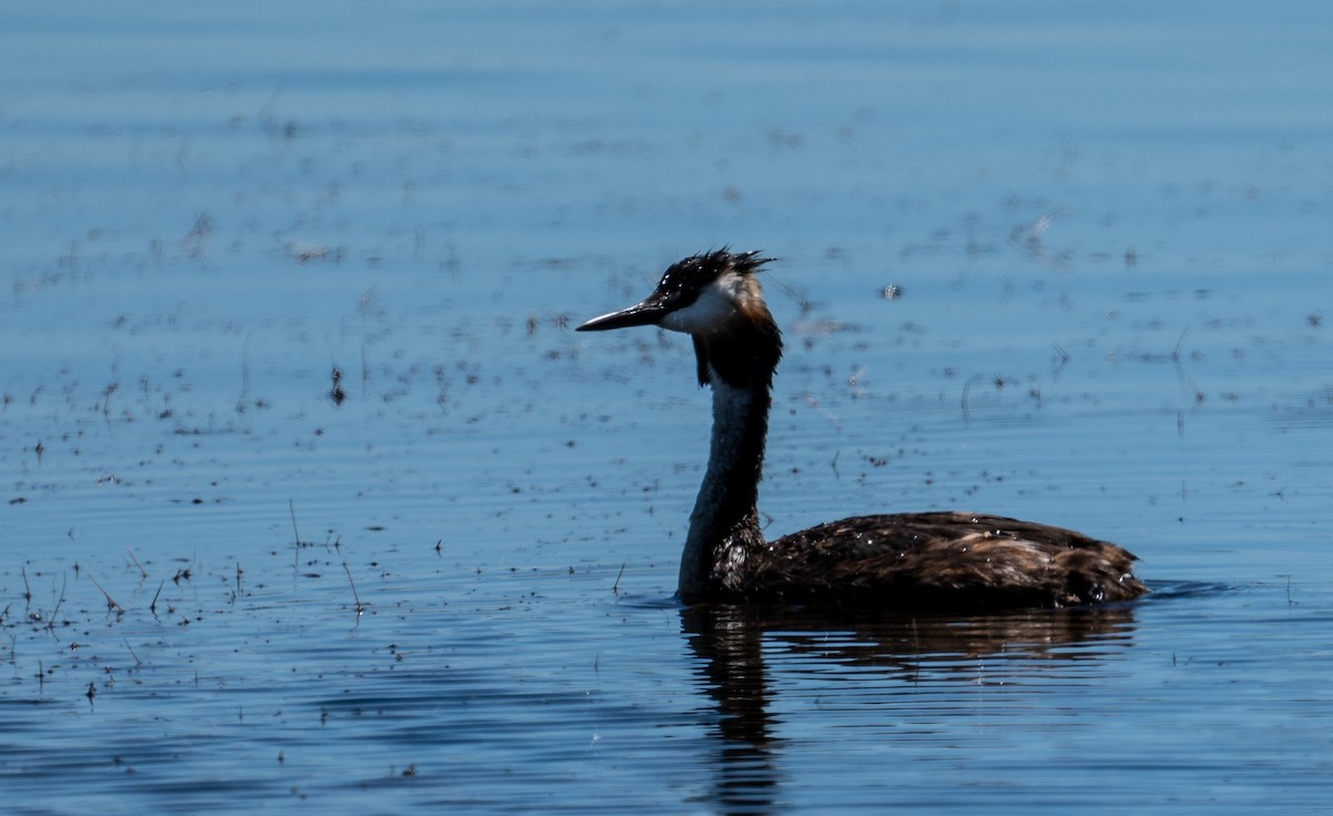 Great Crested Grebe - ML620783822