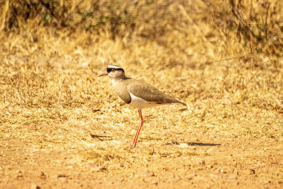 Crowned Lapwing - ML620783833
