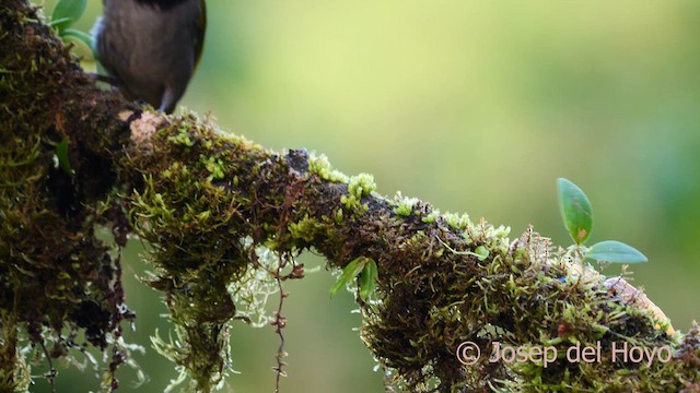 Buff-throated Saltator - ML620783842