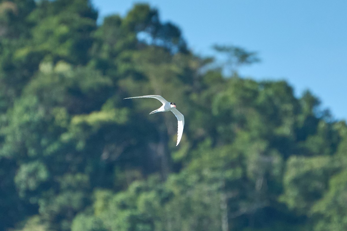 South American Tern - ML620783874