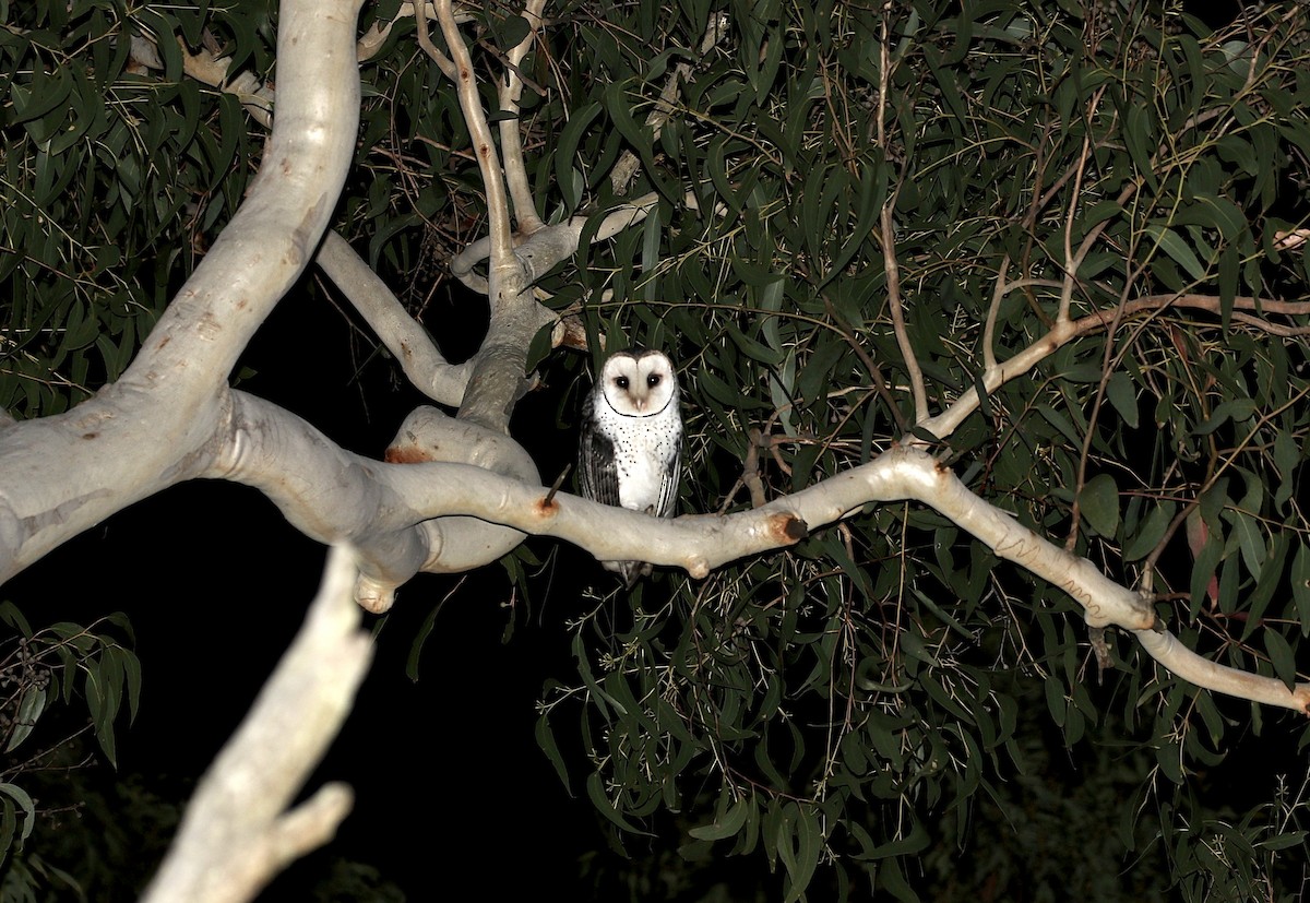Australian Masked-Owl - ML620783886