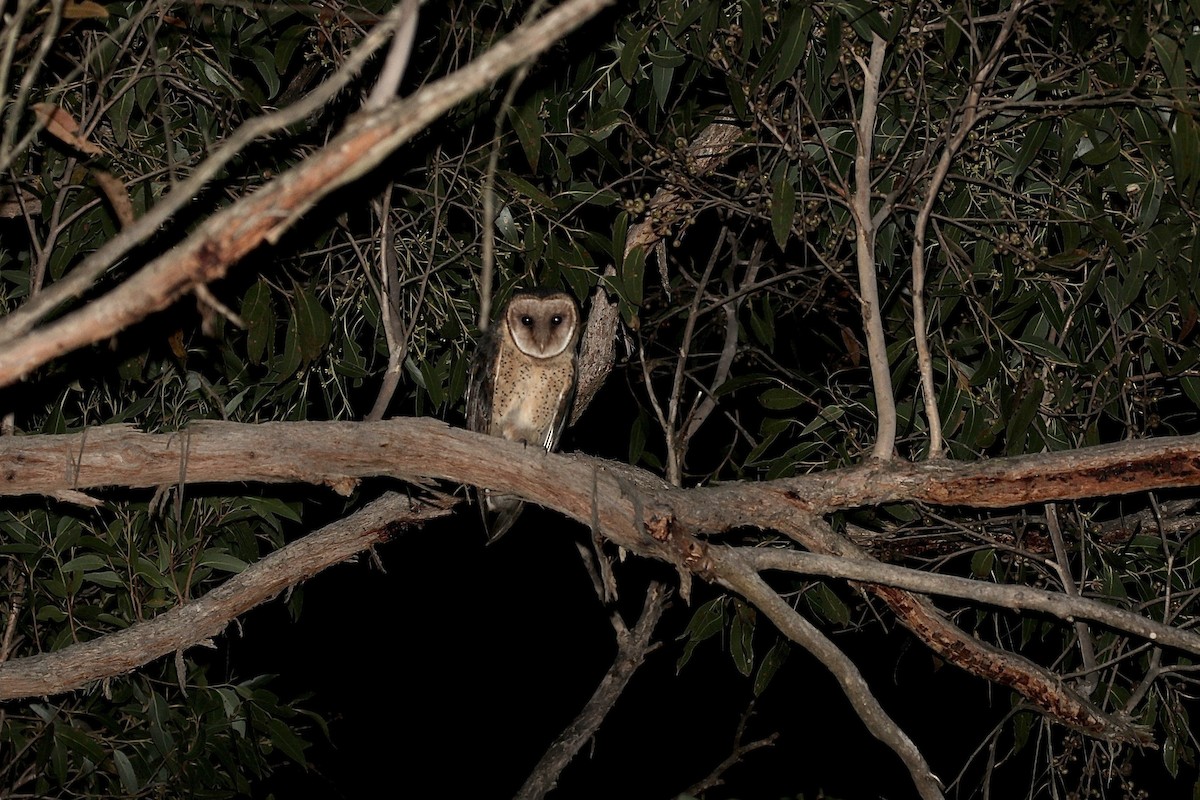 Australian Masked-Owl - ML620783887