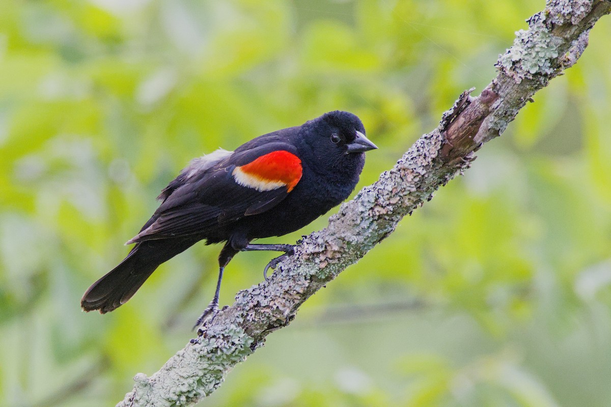 Red-winged Blackbird - ML620783920