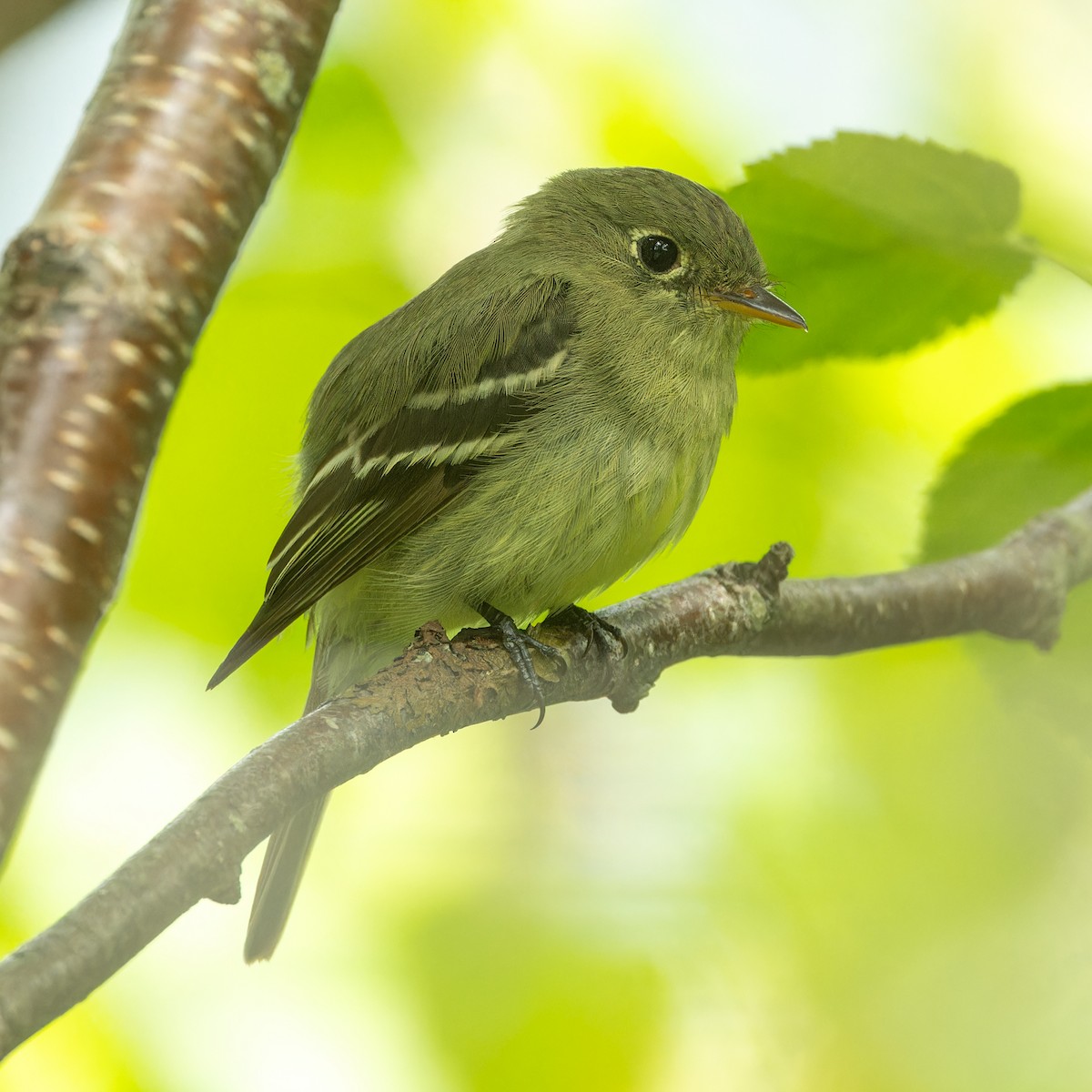 Yellow-bellied Flycatcher - ML620783950