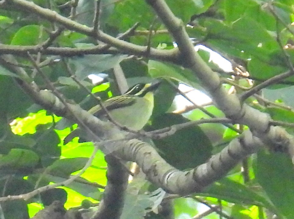 Yellow-rumped Tinkerbird - ML620783951