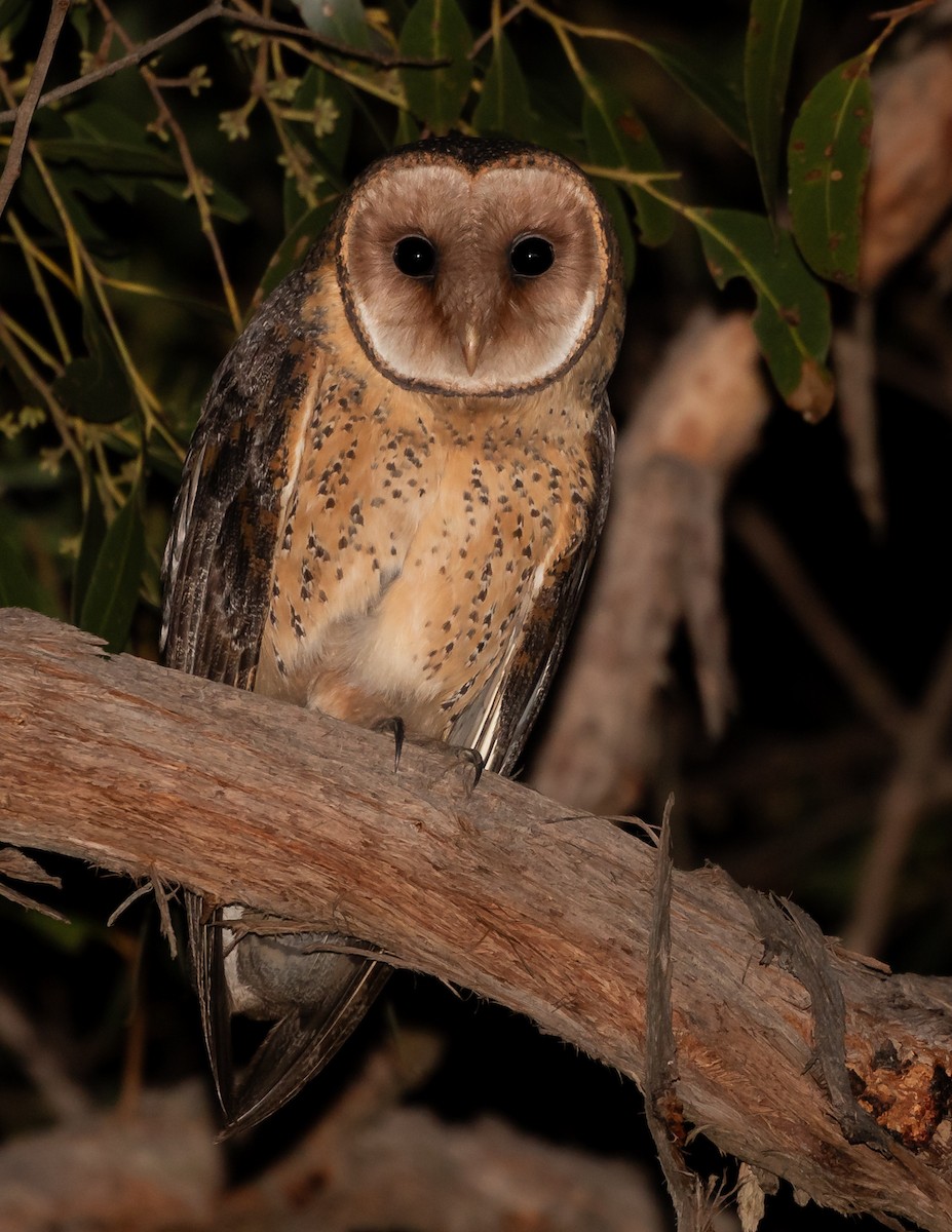Australian Masked-Owl - ML620783952