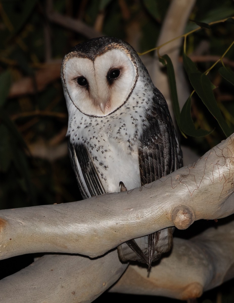 Australian Masked-Owl - ML620783953