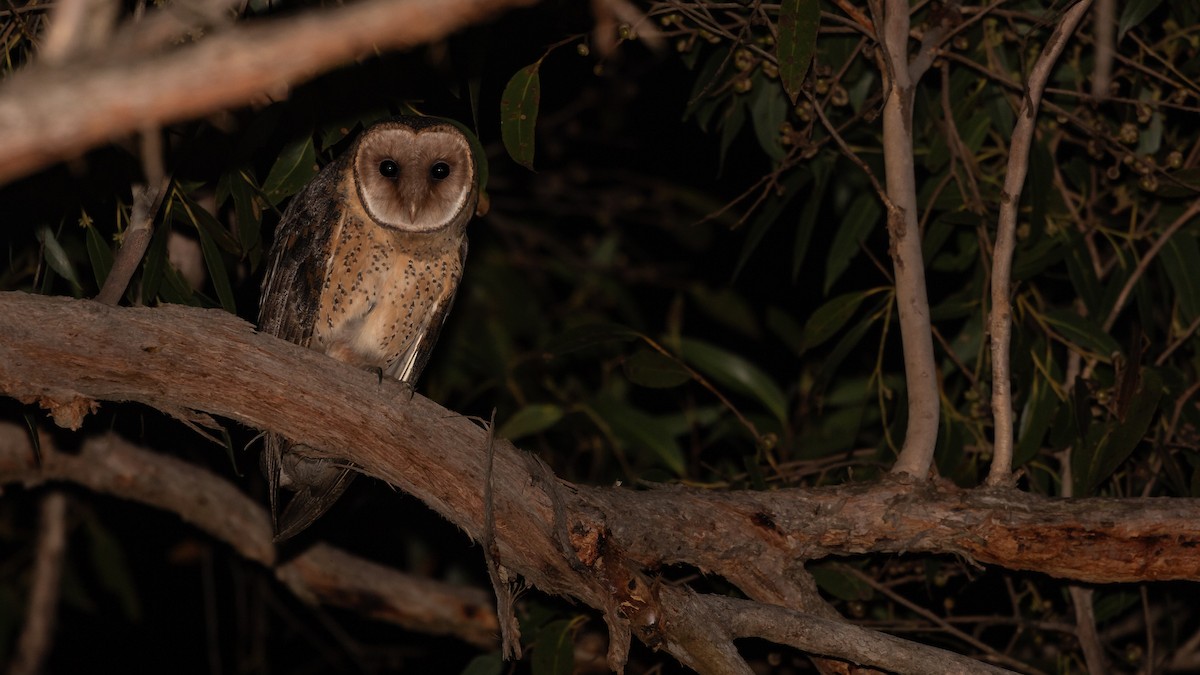 Australian Masked-Owl - ML620783954