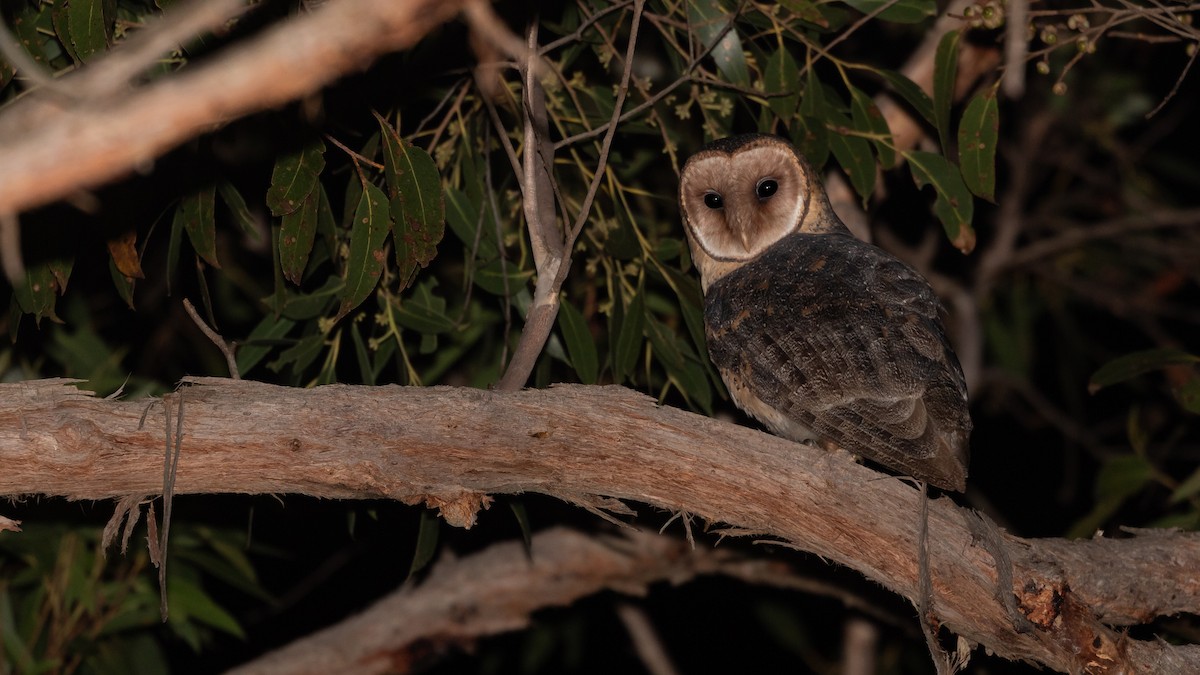 Australian Masked-Owl - ML620783955