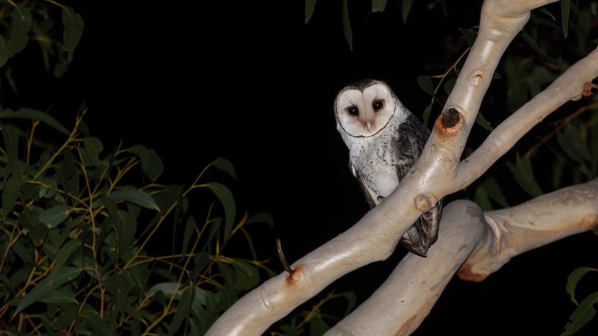 Australian Masked-Owl - ML620783956