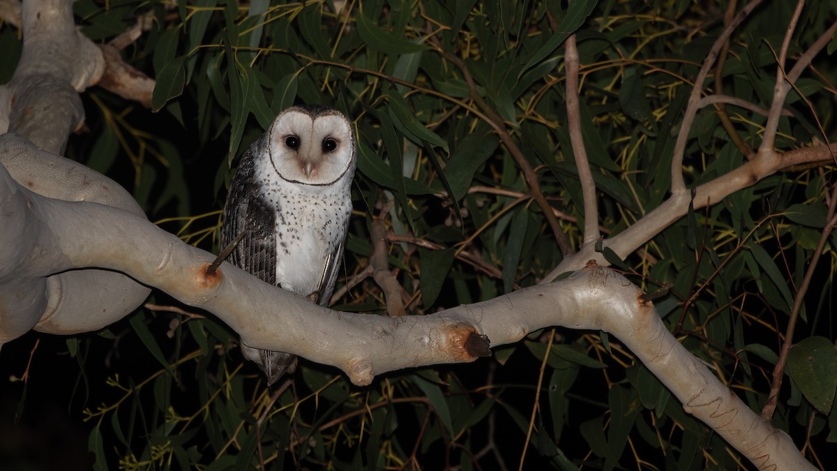 Australian Masked-Owl - ML620783957