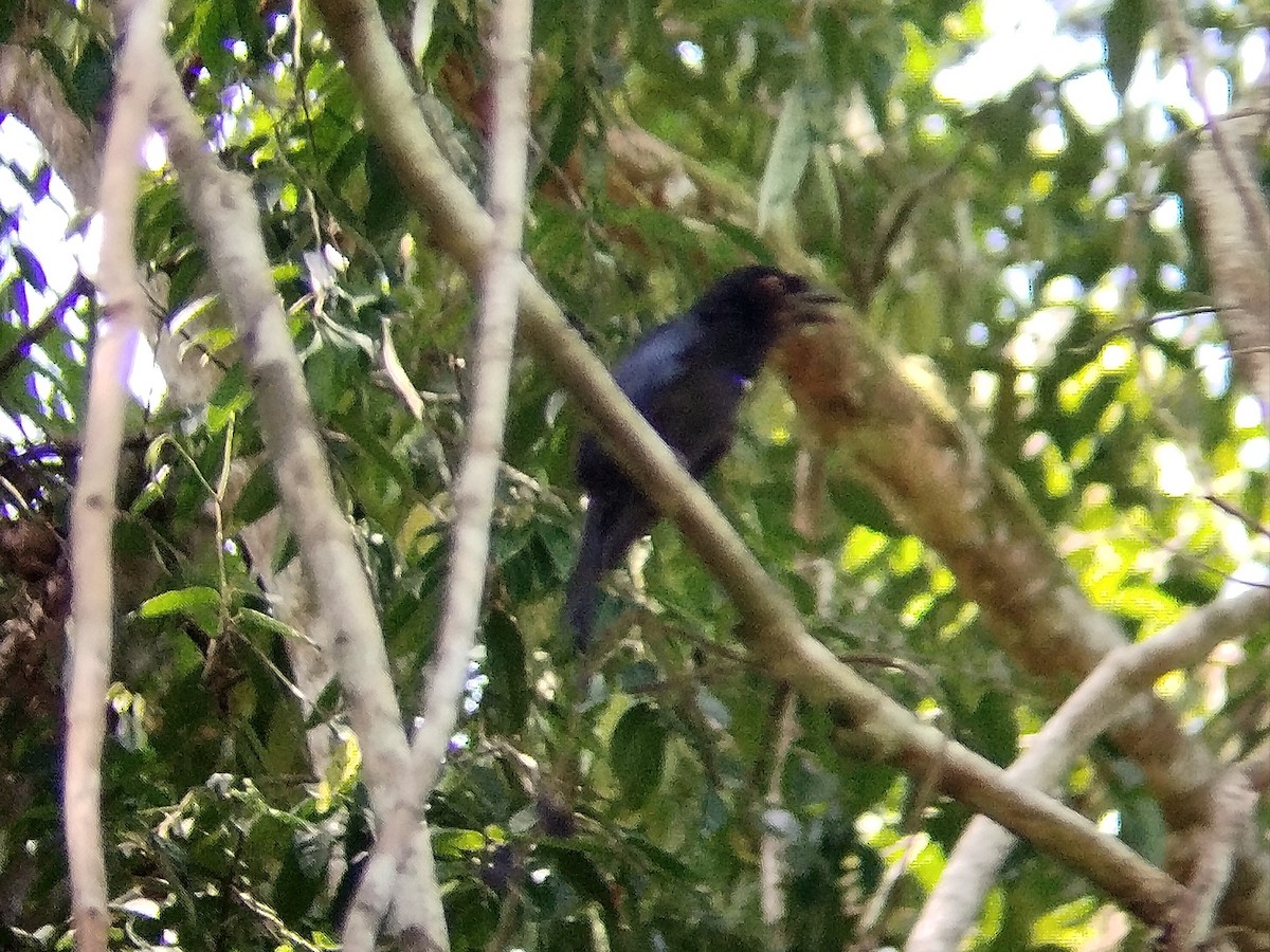Greater Racket-tailed Drongo - ML620783985