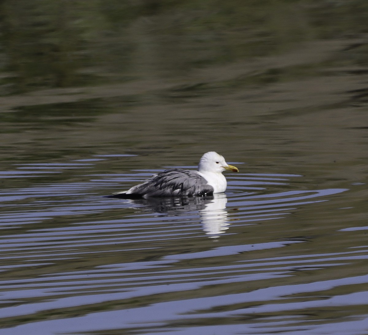 Gaviota Californiana - ML620784013