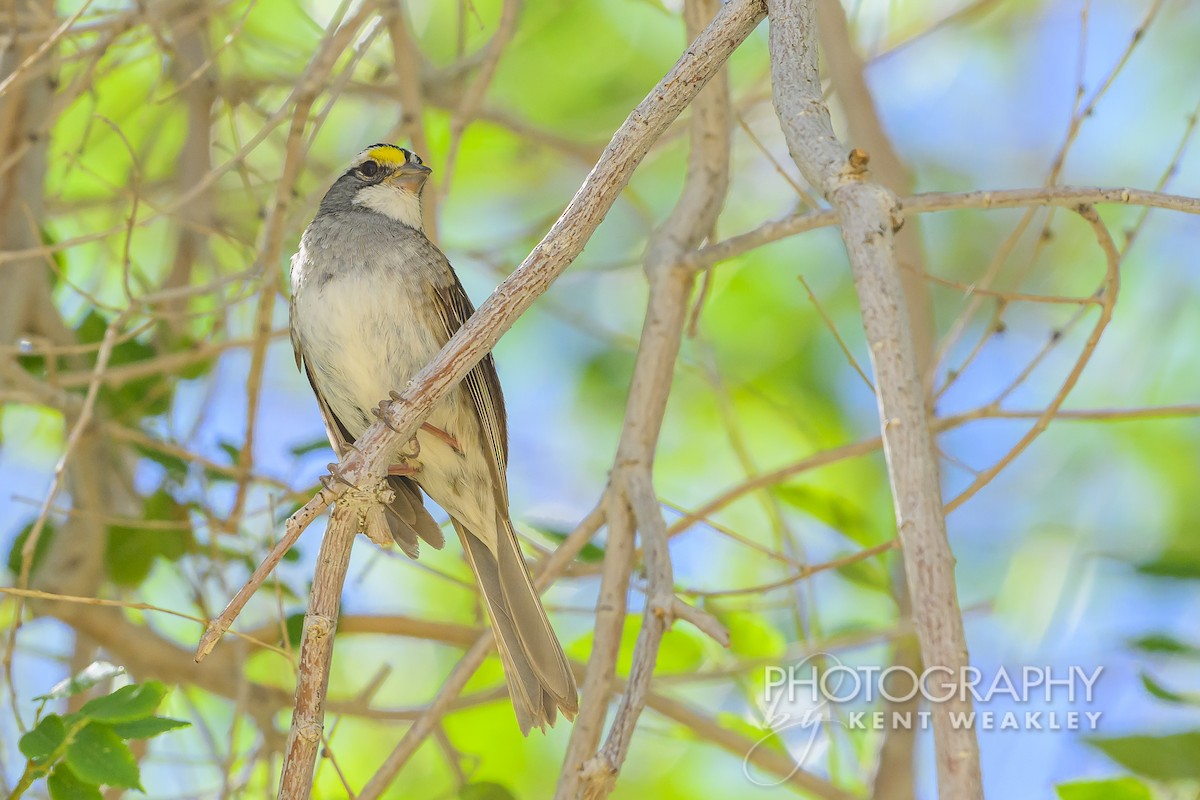 White-throated Sparrow - ML620784015