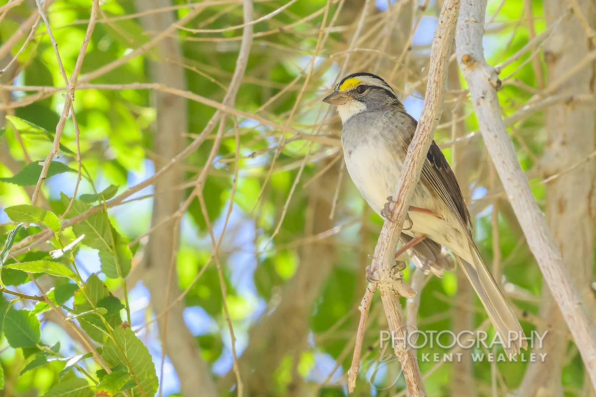 White-throated Sparrow - ML620784016