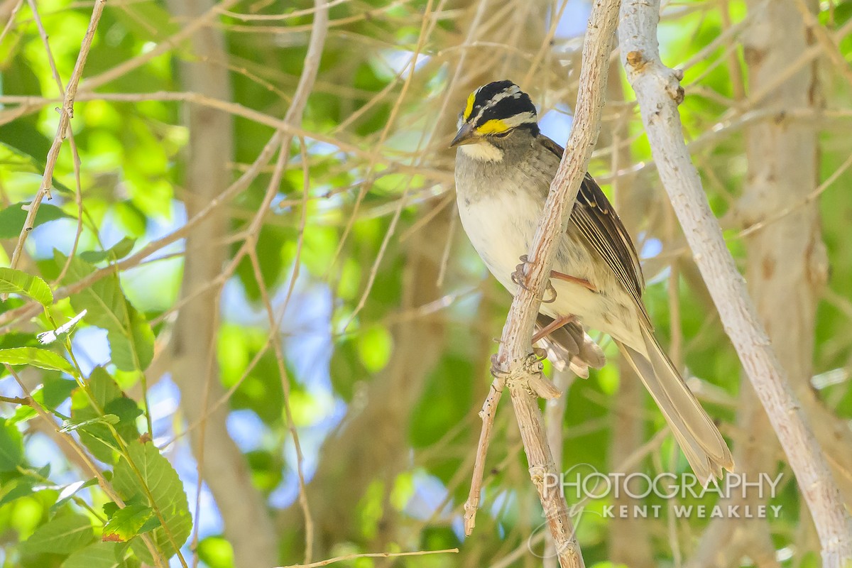 White-throated Sparrow - ML620784017