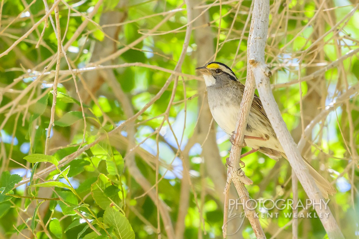 White-throated Sparrow - ML620784018