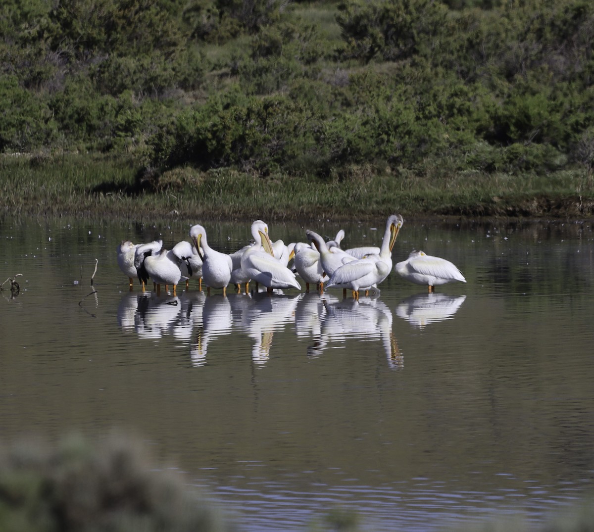 pelikán severoamerický - ML620784019