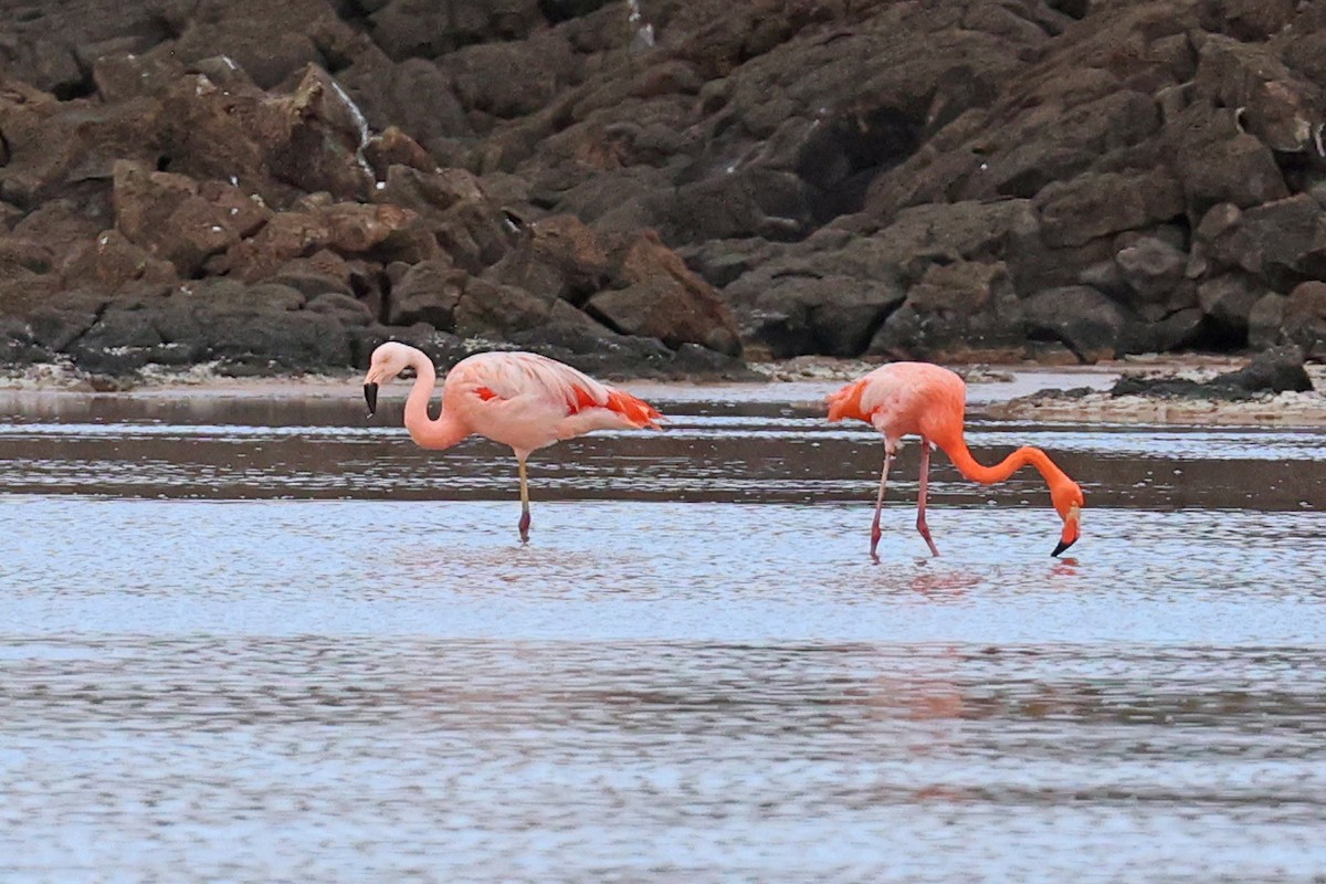 Chilean Flamingo - ML620784028
