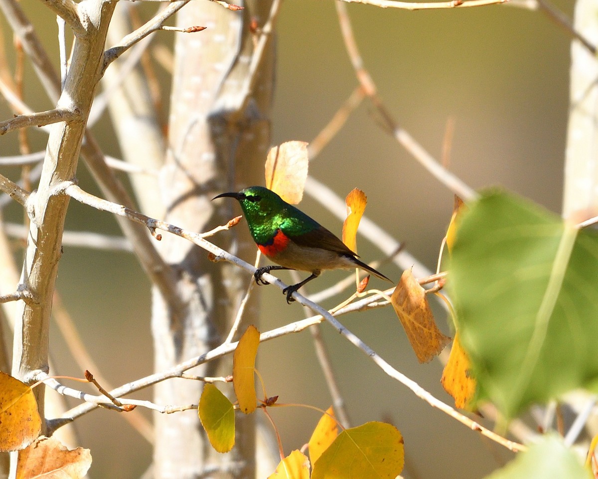 Southern Double-collared Sunbird - ML620784047