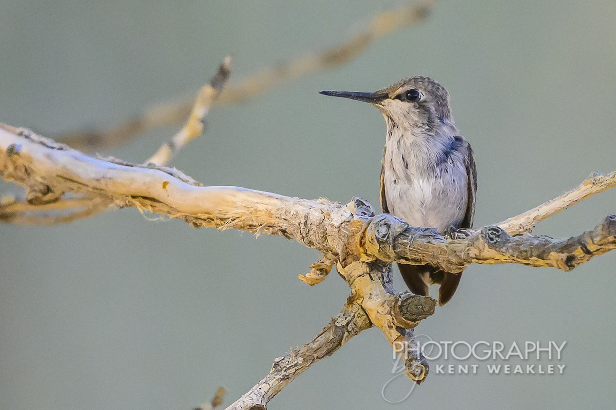 Costa's Hummingbird - ML620784057