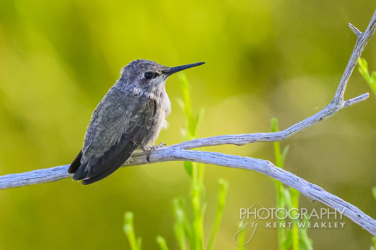 Costa's Hummingbird - ML620784058