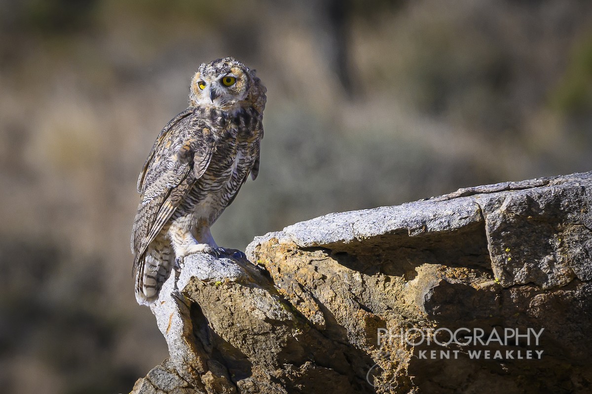 Great Horned Owl - ML620784071