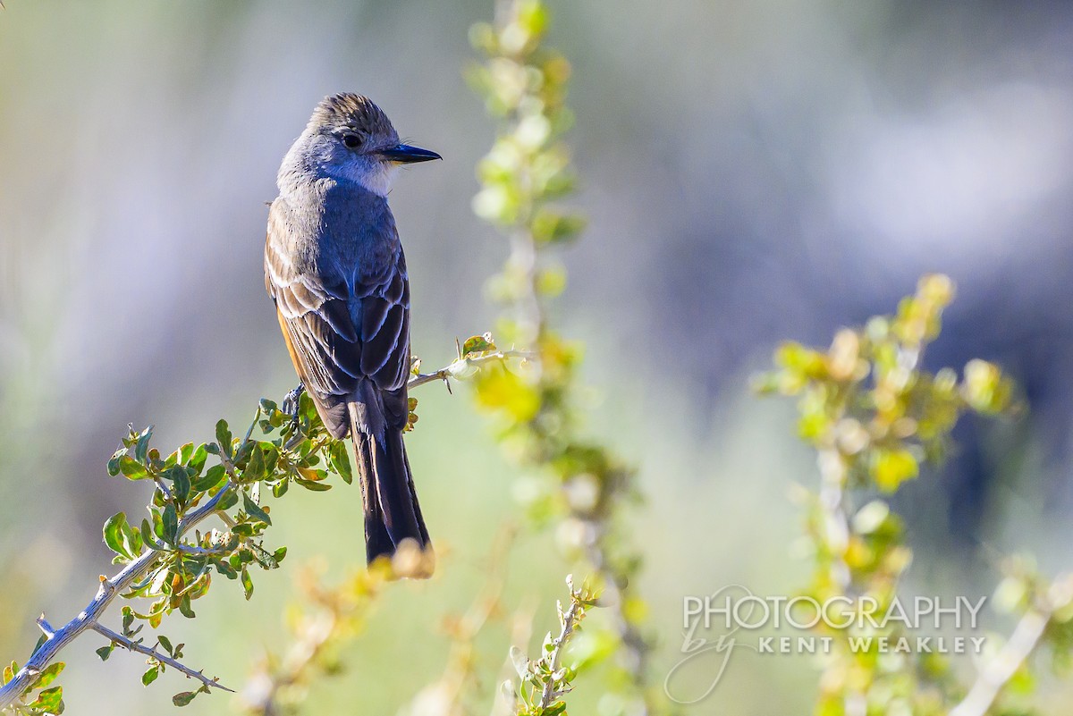 Ash-throated Flycatcher - ML620784085