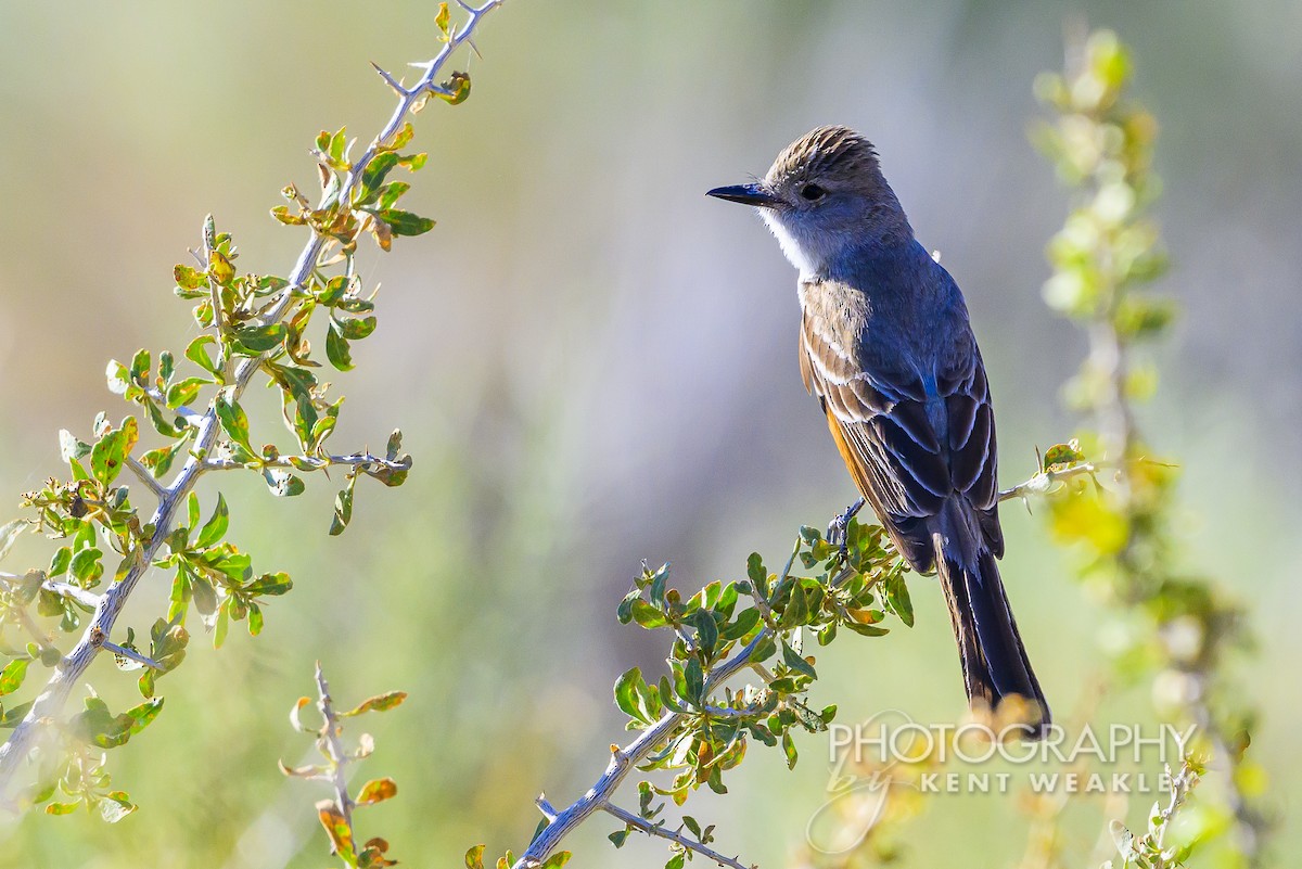 Ash-throated Flycatcher - ML620784087