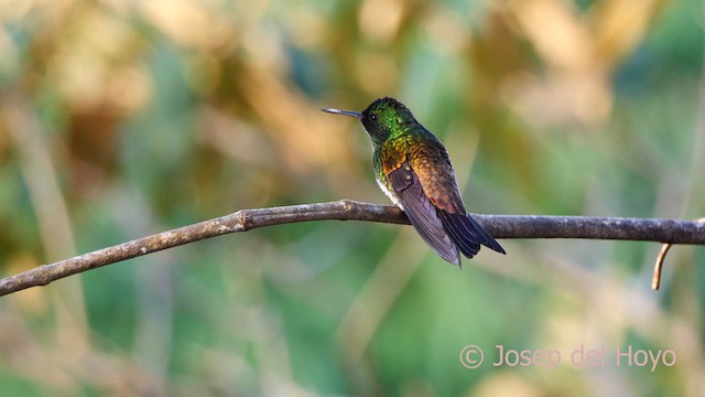 Snowy-bellied Hummingbird - ML620784103