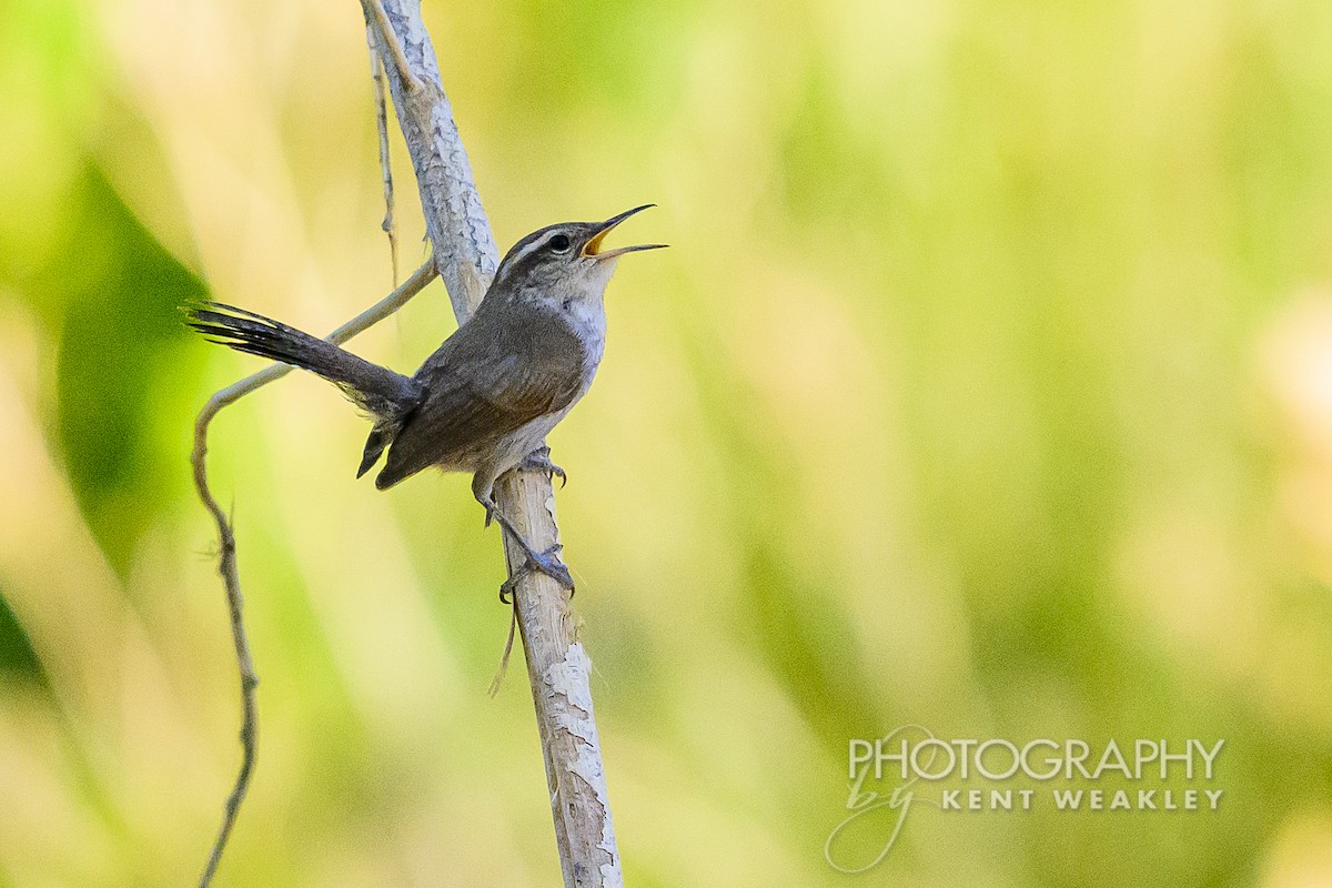 Bewick's Wren - ML620784104