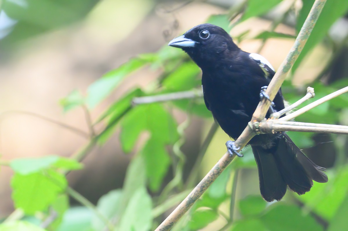 White-shouldered Tanager - ML620784106