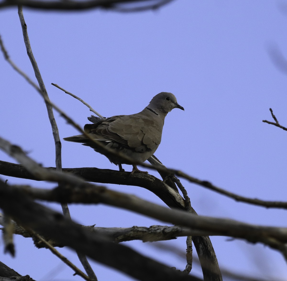 Eurasian Collared-Dove - ML620784144