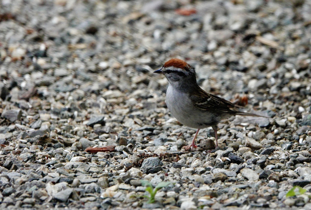 Chipping Sparrow - ML620784145