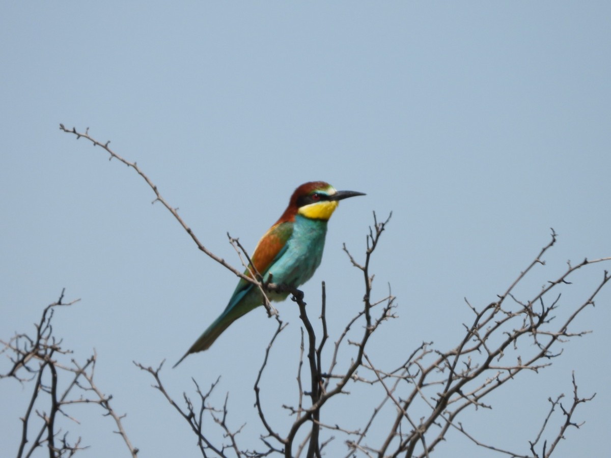 European Bee-eater - ML620784159