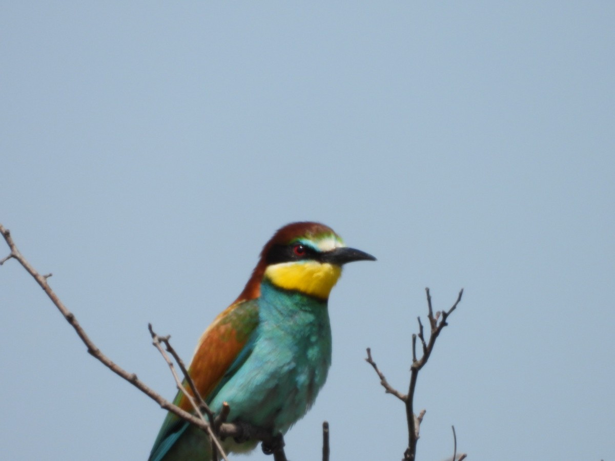 European Bee-eater - ML620784160