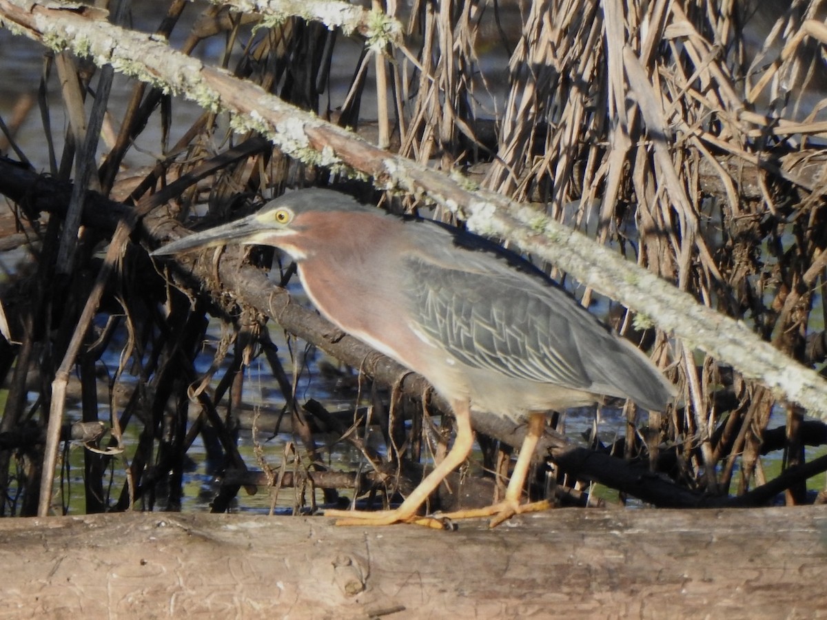 Green Heron - ML620784179