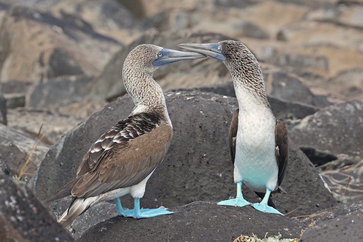 Blue-footed Booby - ML620784187