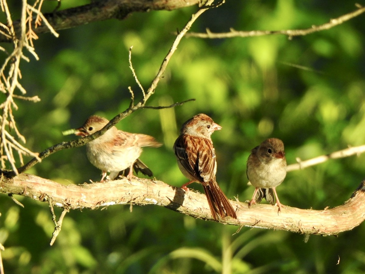 Field Sparrow - ML620784188