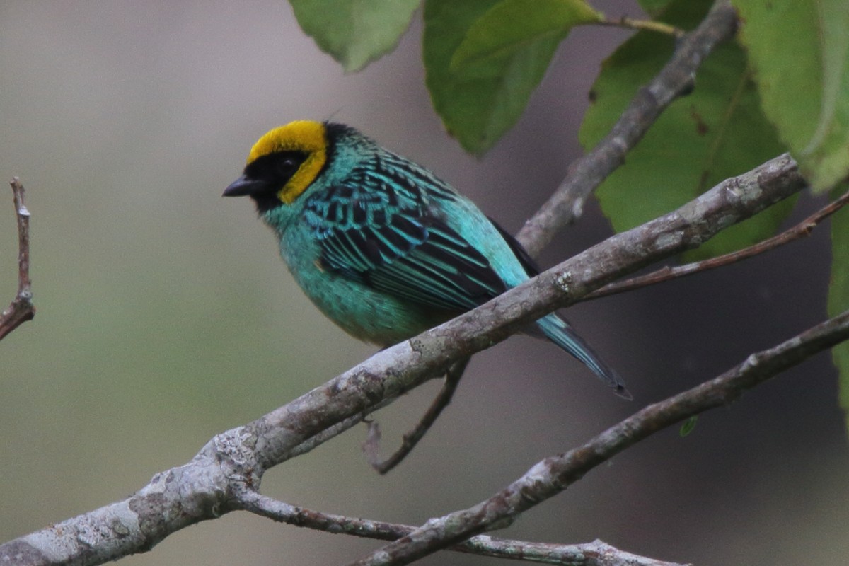 Saffron-crowned Tanager - ML620784207
