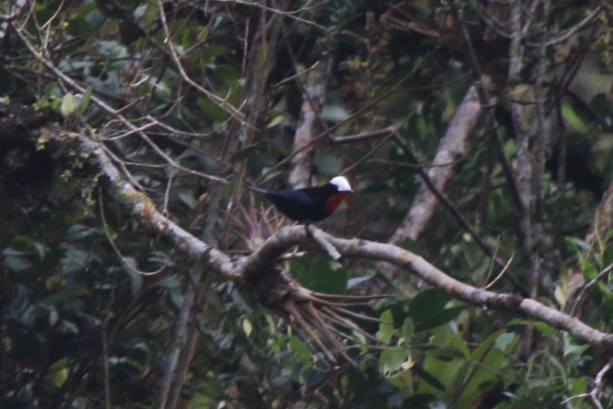 White-capped Tanager - ML620784209