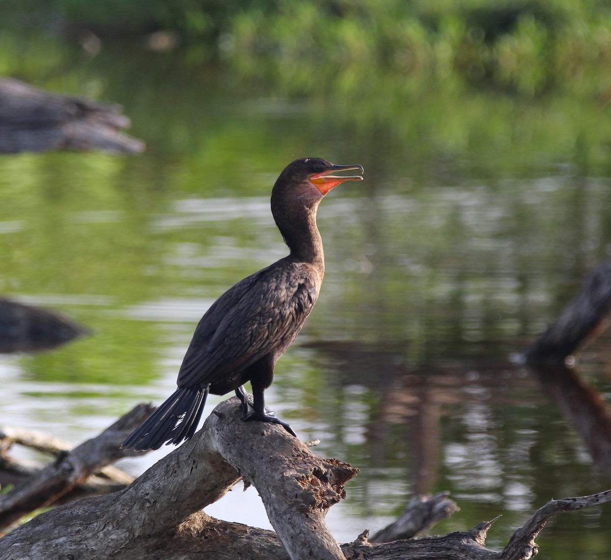 Double-crested Cormorant - ML620784214