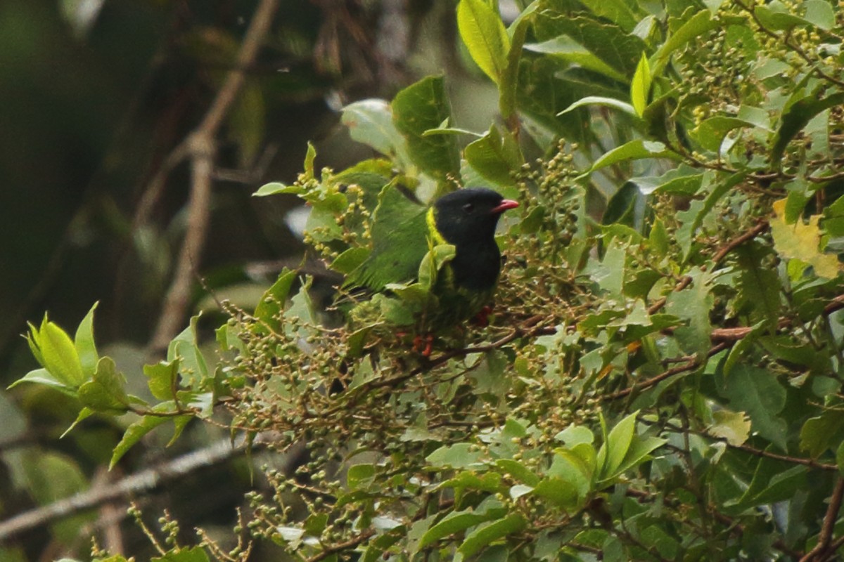 Green-and-black Fruiteater (Green-and-black) - Fabio Olmos