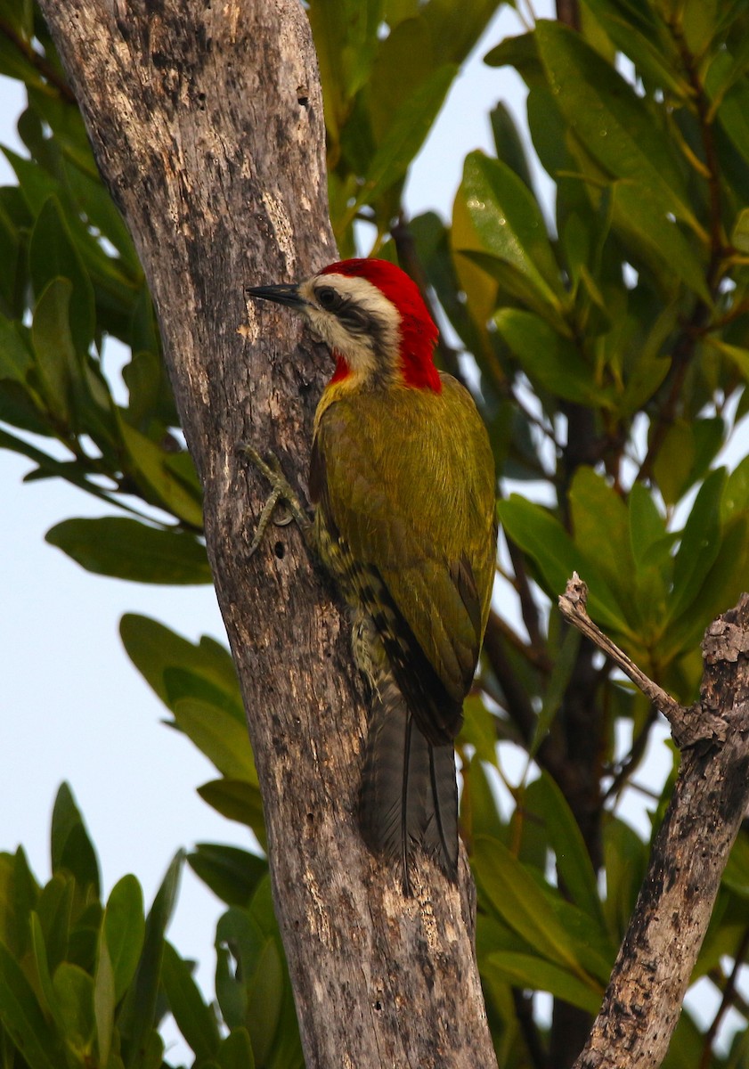Cuban Green Woodpecker - ML620784249